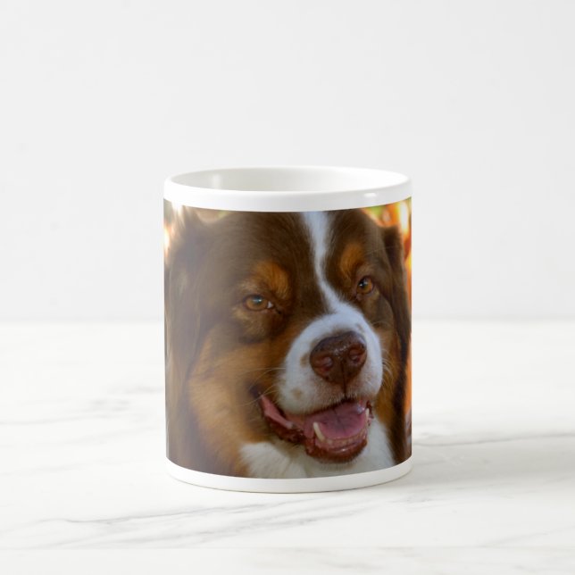 Tri tasse australienne rouge de berger (Centre)