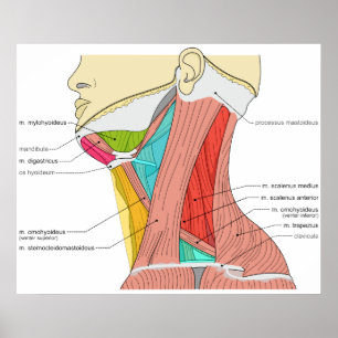 Triangles of the Neck Muscles Anatomical Diagram Poster