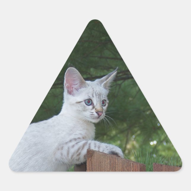 Triangulaire Sticker Triangle Chat Savannah Blanc (Devant)