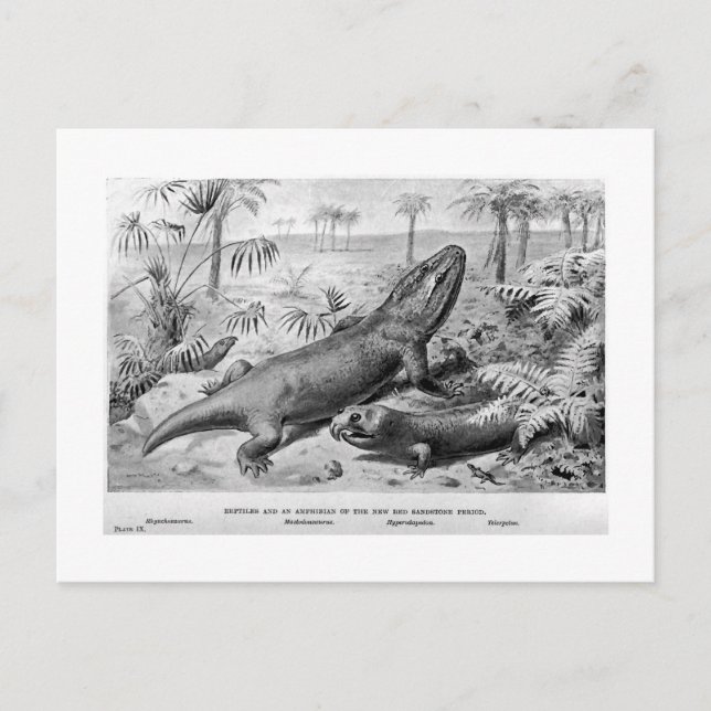 Triassic reptiles and amphibian art postcard (Front)
