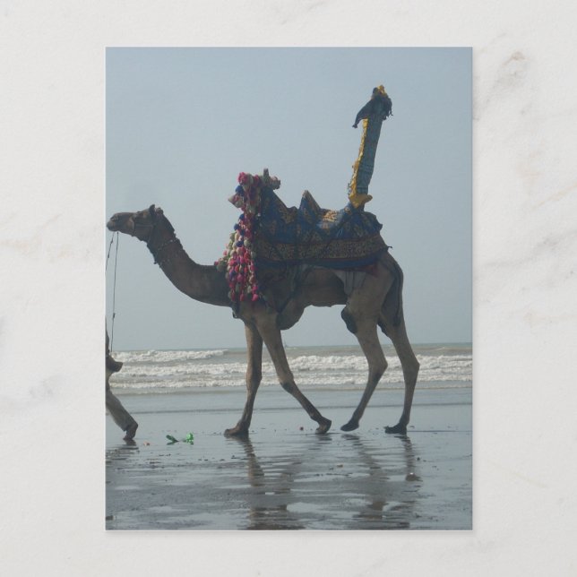Tribal Camel Ride: Morning Tide Sands & Sea Postcard (Front)