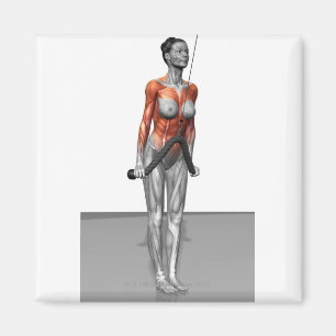 Triceps Push Downs Magnet