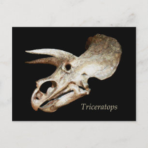 Triceratops Skull Postcard