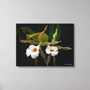 Trichopilia Tortilis Canvas Print
