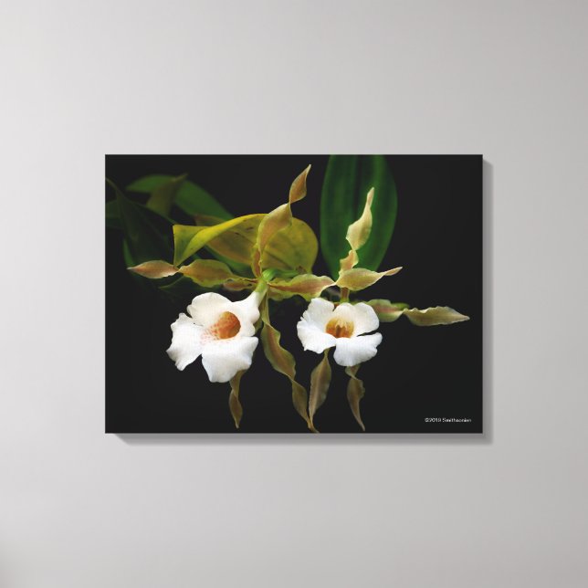 Trichopilia Tortilis Canvas Print (Front)