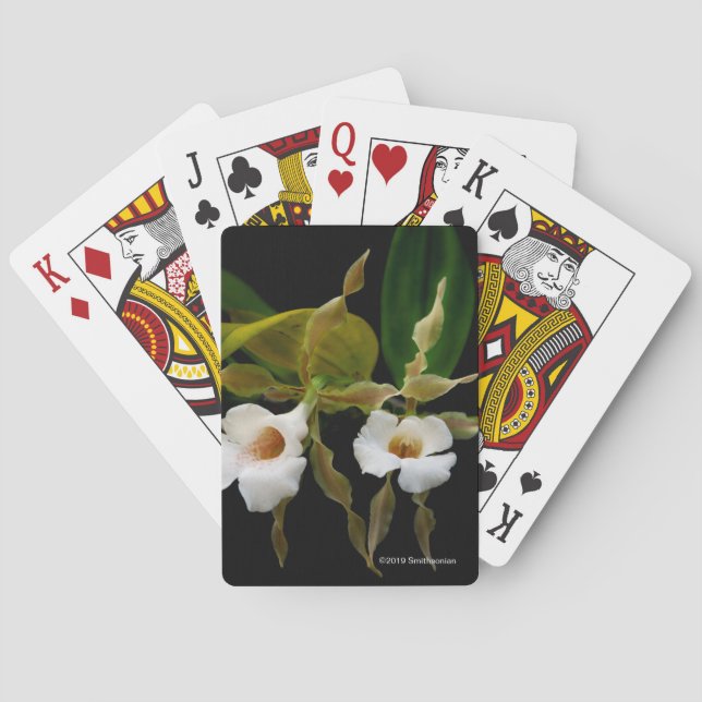 Trichopilia Tortilis Playing Cards (Back)