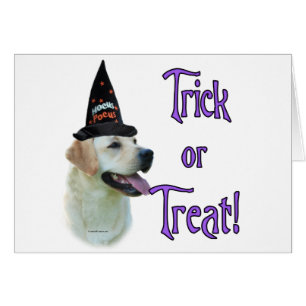 Trick de Labrador Retriever (jaune)