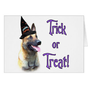 Trick Malinois