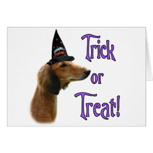Trick Saluki