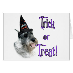 Trick Schnauzer Standard