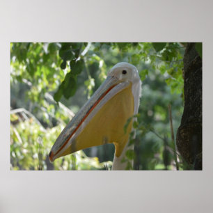 Tricky Pelican Bird hiding Poster
