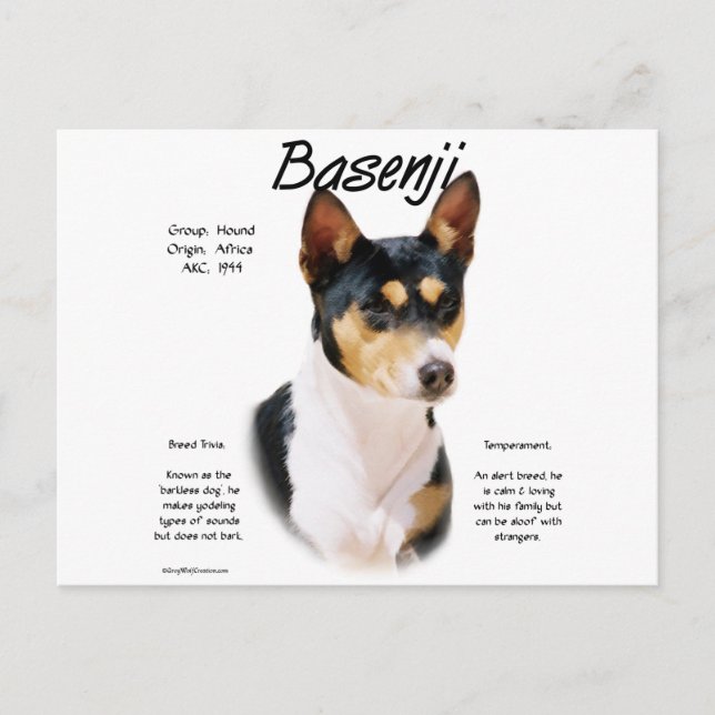Tricolor Basenji History, All about Basenjis Postcard (Front)