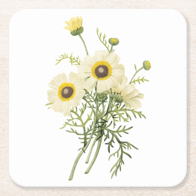 tricolor daisy(Chrysanthemum carinatum) by Redout Square Paper Coaster (Front)