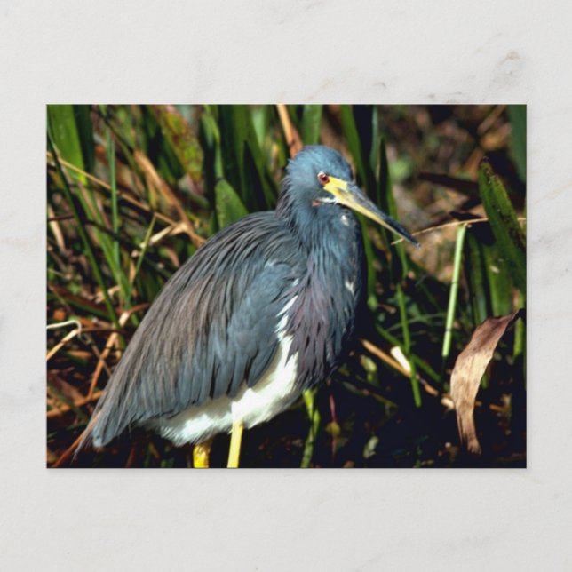 Tricolor Heron Postcard (Front)