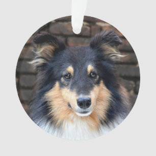 Tricolor Sheltie face