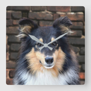 Tricolor Sheltie face Square Wall Clock
