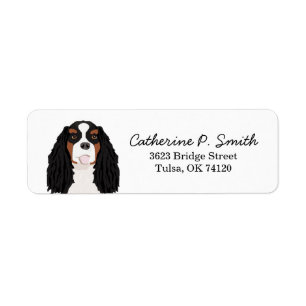 Tricolore Cavalier King Charles Spaniel Retour