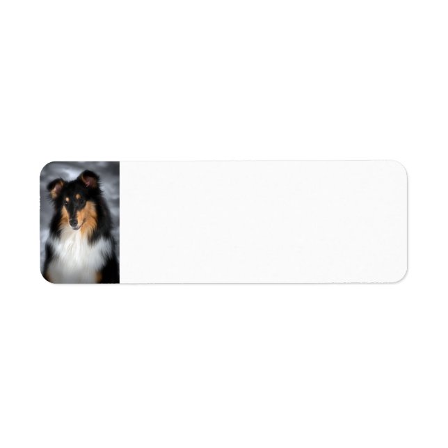 Tricolore Collie (Devant)