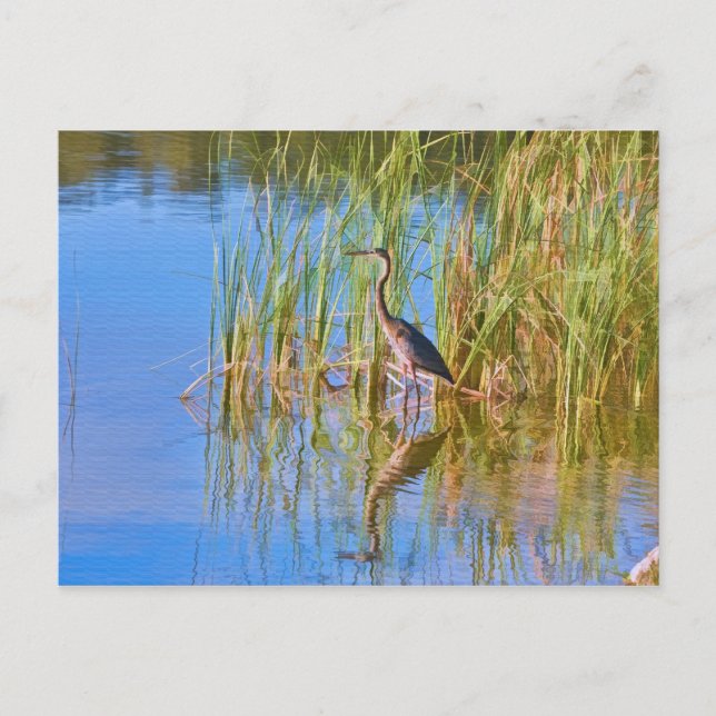 Tricolored Heron at the Lake Postcard (Front)