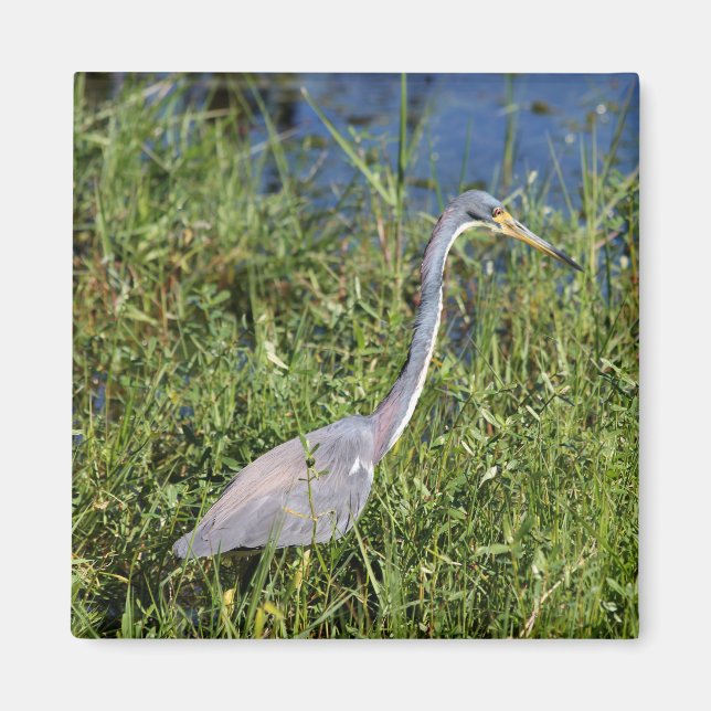 Tricolored Heron Magnet (Front)