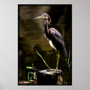 Tricolored Heron Poster -40x60 -other sizes also
