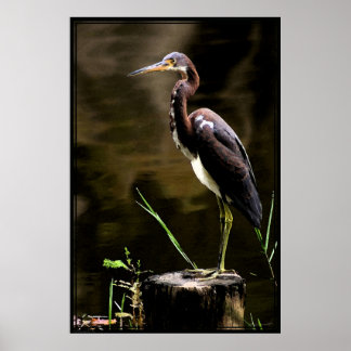 Tricolored Heron Poster -40x60 -other sizes also