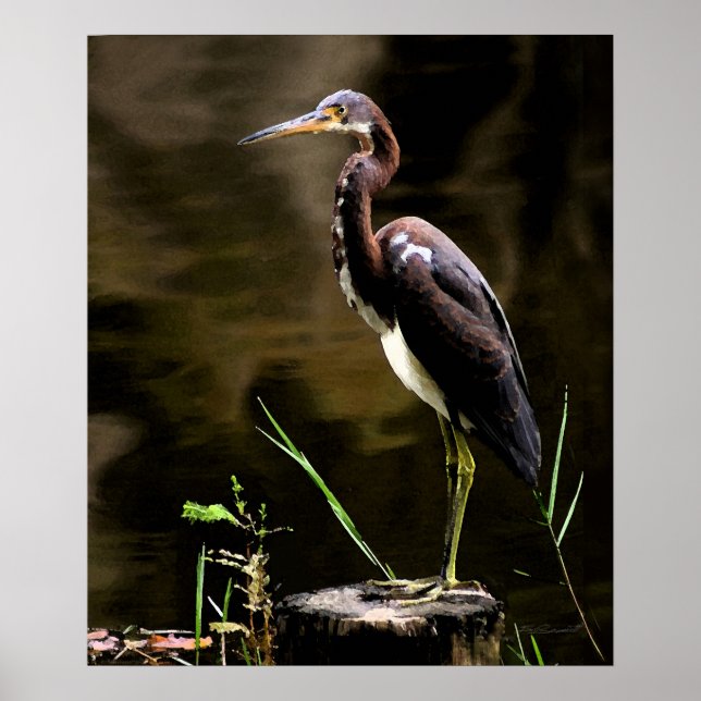 Tricolored Heron Print -20x24 -other sizes also (Front)