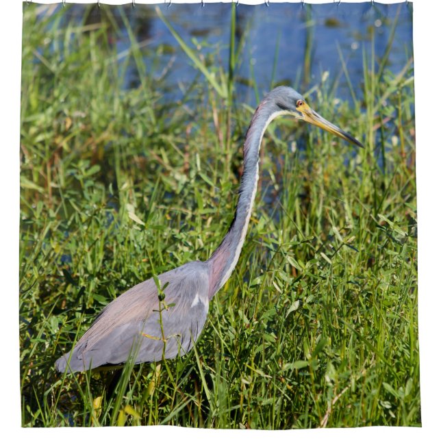 Tricolored Heron Wading In The Marsh (Front)