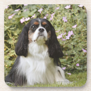 Tricolour Cavalier King Charles Spaniel on grass Coaster