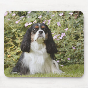 Tricolour Cavalier King Charles Spaniel on grass Mouse Pad