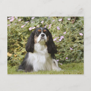 Tricolour Cavalier King Charles Spaniel on grass Postcard