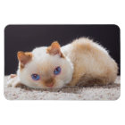 Trident the Cat Magnet