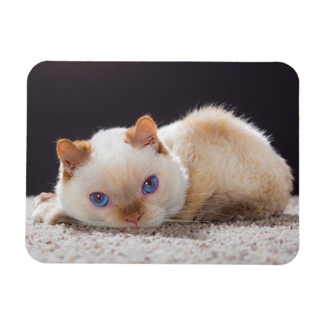 Trident the Cat Magnet (Horizontal)