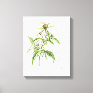 Trifid Burr-Marigold, painted at Hampstead, 1st Se Canvas Print