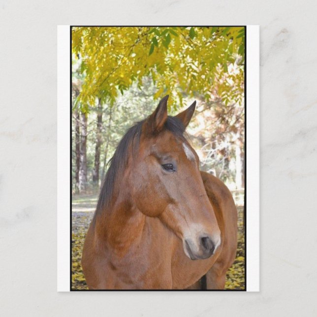 Trigger ~ The Incredible Rescue Horse Postcard (Front)