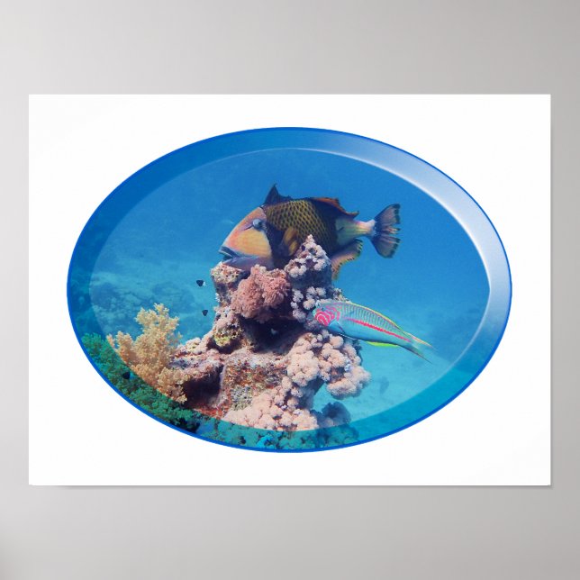 Triggerfish at coral reef - Photographic Design |  Poster (Front)