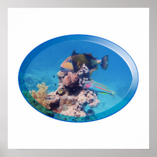 Triggerfish at coral reef - Photographic Design |  Poster