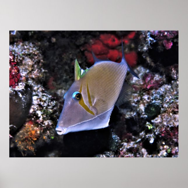 Triggerfish Poster (Front)