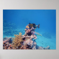 Triggerfish rests on a coral block at coral reef |