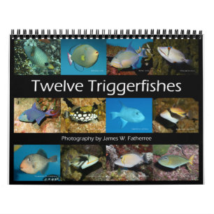 Triggerfishes Wall Calendar by J.W. Fatherree.