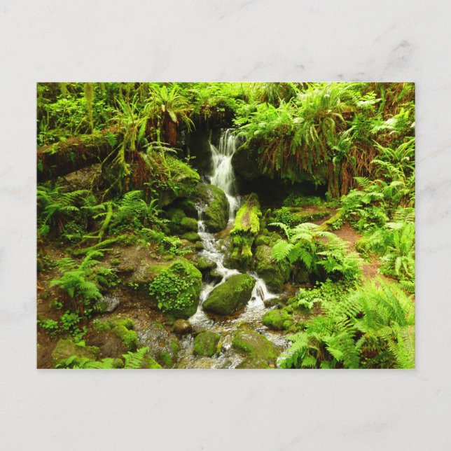 Trillium Falls at Redwood National Park Postcard (Front)