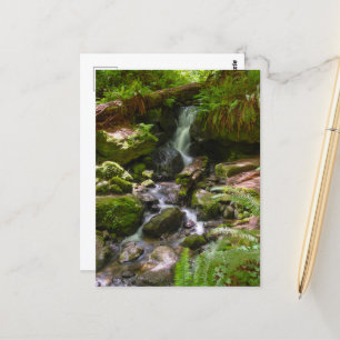 Trillium Falls Redwood National Park California Postcard
