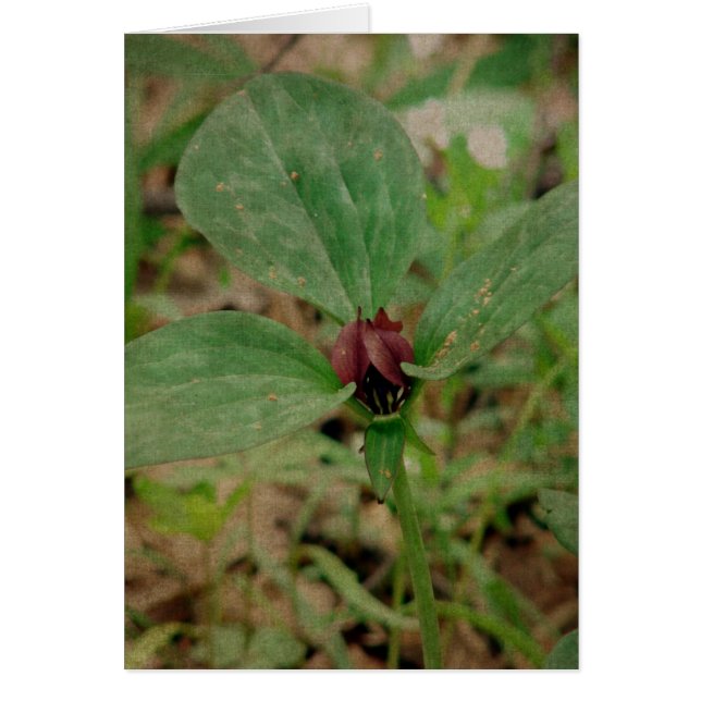 Trillium Flower (Front)