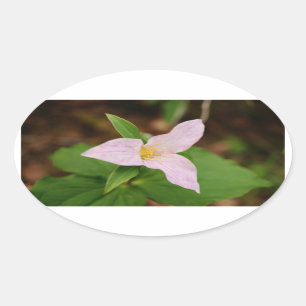 Trillium Flower Oval Sticker