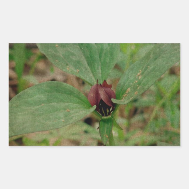 Trillium Flower Sticker (Front)
