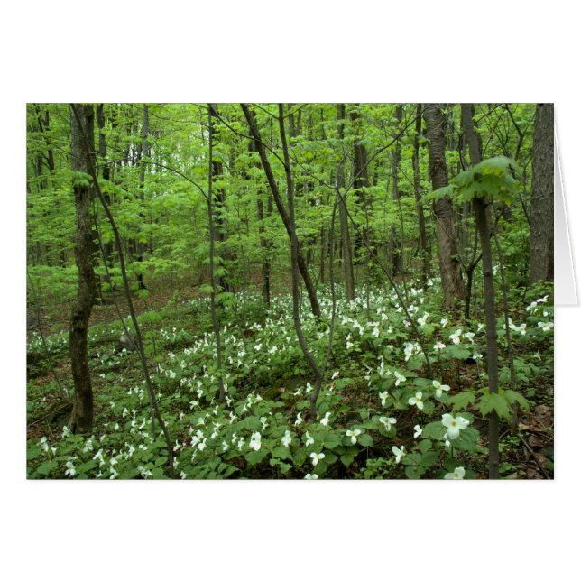 Trillium Heaven blank inside (Front Horizontal)