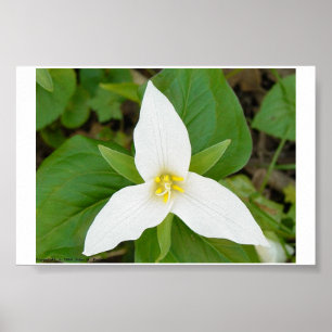 Trillium Poster