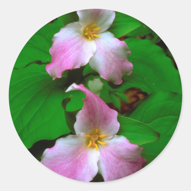 Trillium Wildflower Classic Round Sticker (Front)