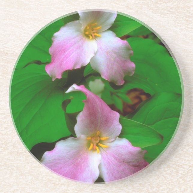 Trillium Wildflower Coaster (Front)