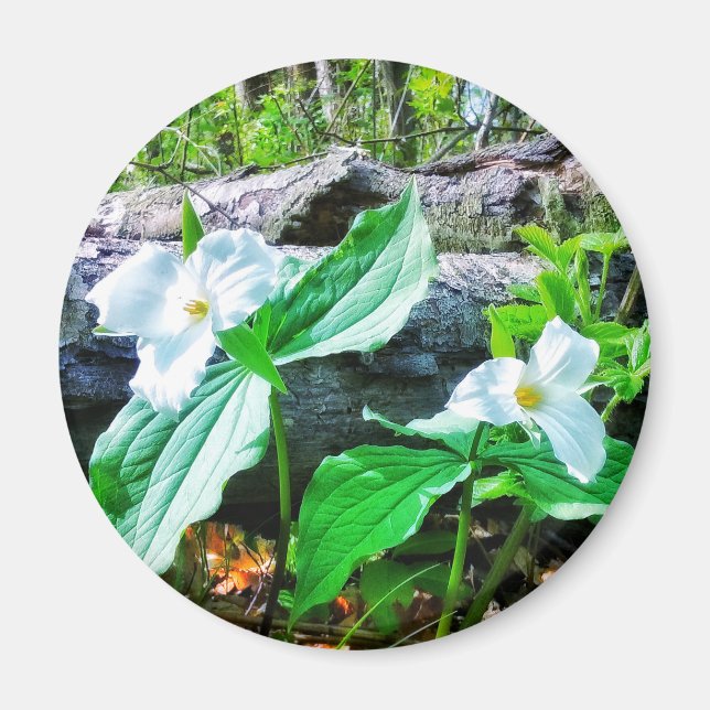 TRILLIUMS MAGNET (Front)